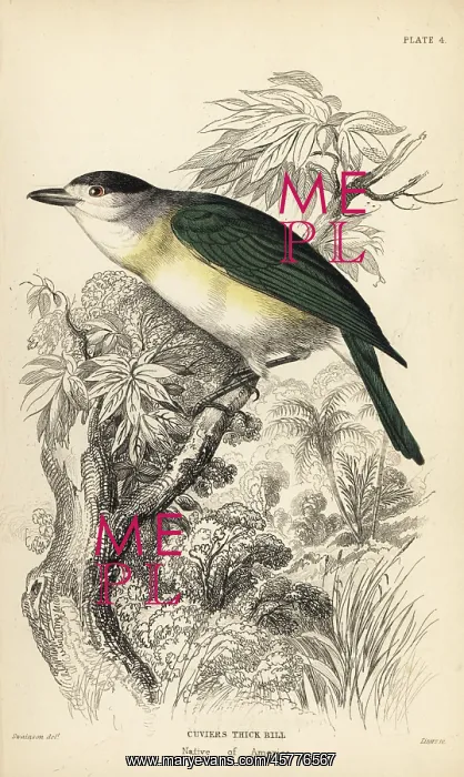 : Green-backed becard, Pachyramphus viridis : Green-backed becard, Pachyramphus viridis