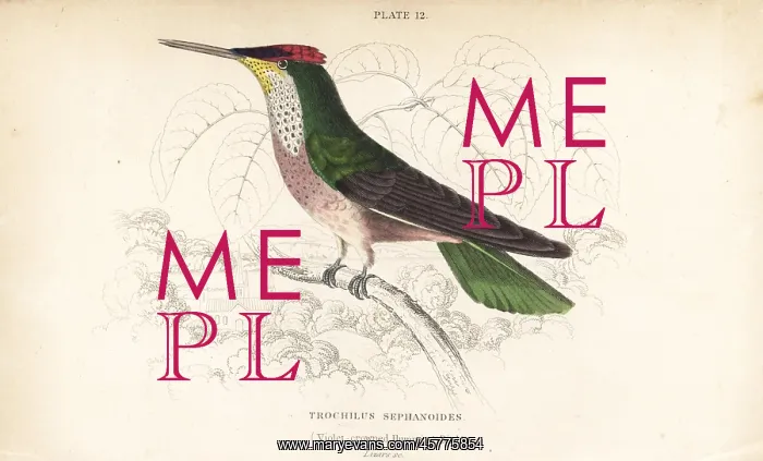 : Green-backed firecrown, Sephanoides sephaniodes : Green-backed firecrown, Sephanoides sephaniodes