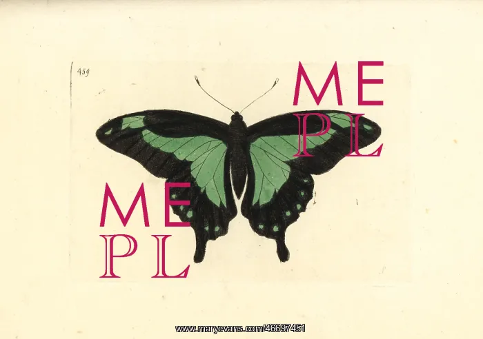: Green-banded swallowtail butterfly, Papilio phorcas : Green-banded swallowtail butterfly, Papilio phorcas