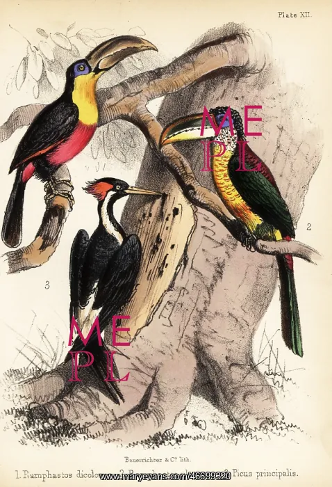 : Green-billed toucan, curl-crested aracari and : Green-billed toucan, curl-crested aracari and