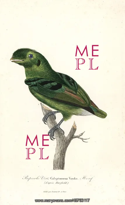 : Green broadbill, Calyptomena viridis : Green broadbill, Calyptomena viridis