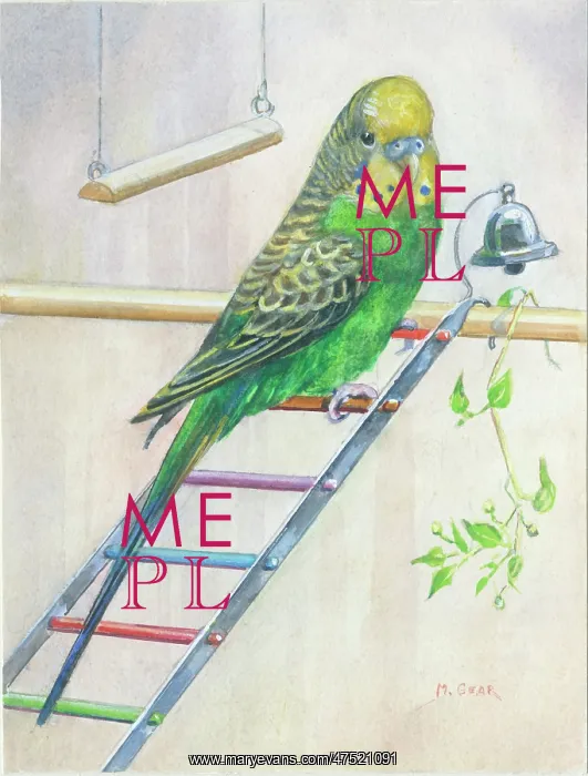 : Green Budgerigar on a ladder, with bell : Green Budgerigar on a ladder, with bell