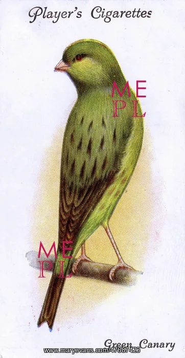  : Green Canary