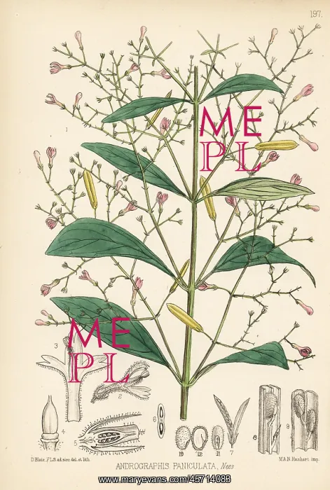 : Green chirayta, Andrographis paniculata : Green chirayta, Andrographis paniculata