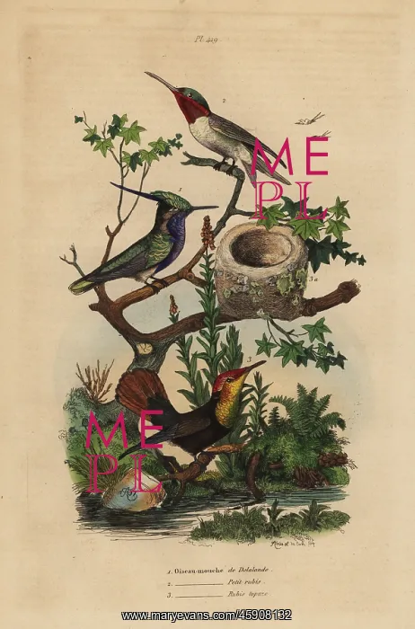 : Green-crowned plovercrest, ruby-throated and : Green-crowned plovercrest, ruby-throated and