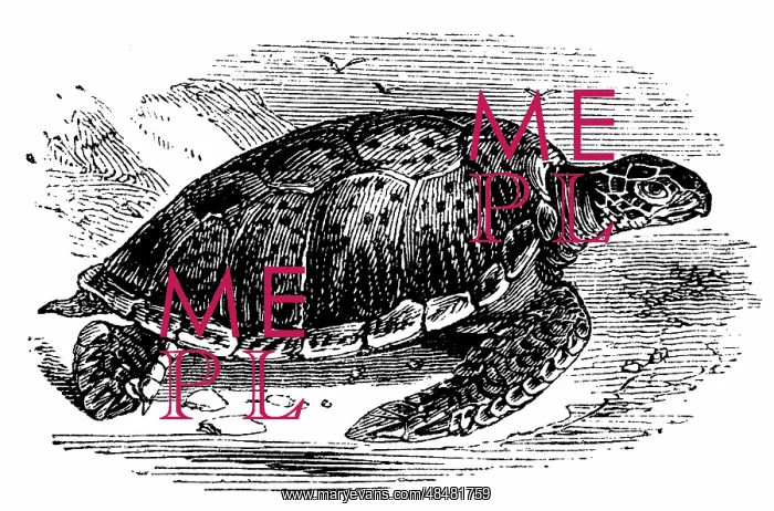 : Green (Edible) Turtle - Chelonia mydas. Turtle : Green (Edible) Turtle - Chelonia mydas. Turtle