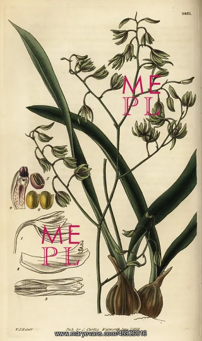 : Green-flowered encyclia orchid, Encyclia viridiflora : Green-flowered encyclia orchid, Encyclia viridiflora