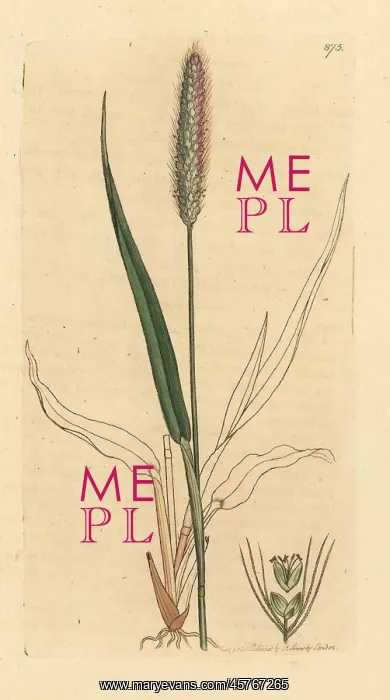 : Green foxtail grass, Setaria viridis : Green foxtail grass, Setaria viridis