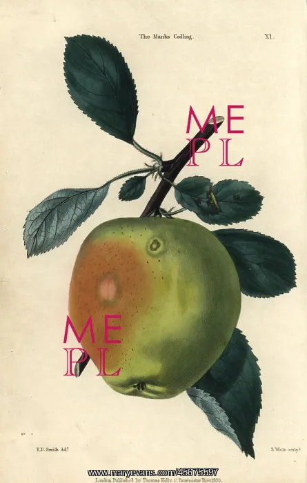  : Green fruit and leaves of the Manx Codlin