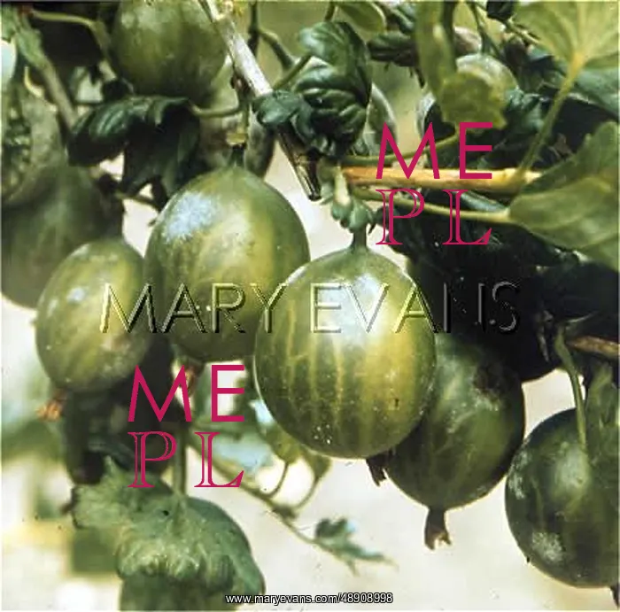 : GREEN GEM GOOSEBERRIES : GREEN GEM GOOSEBERRIES