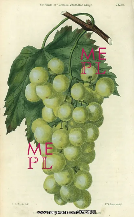 : Green grapes, vine and leaf of the White or : Green grapes, vine and leaf of the White or