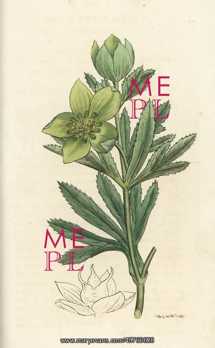 : Green hellebore, Helleborus viridis : Green hellebore, Helleborus viridis