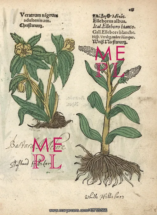 : Green hellebore, Helleborus viridis, and false : Green hellebore, Helleborus viridis, and false