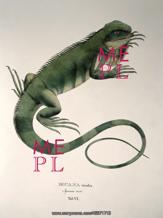 : green iguana : green iguana