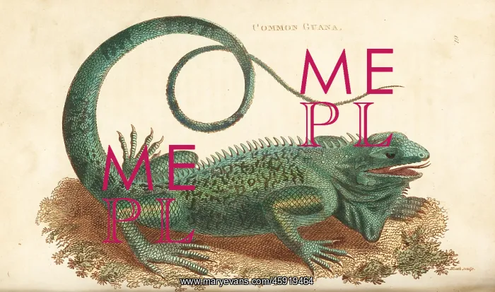 : Green iguana, Iguana iguana : Green iguana, Iguana iguana