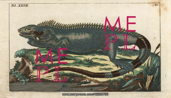 : Green iguana, Iguana iguana : Green iguana, Iguana iguana
