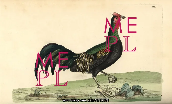 : Green junglefowl, Gallus varius : Green junglefowl, Gallus varius