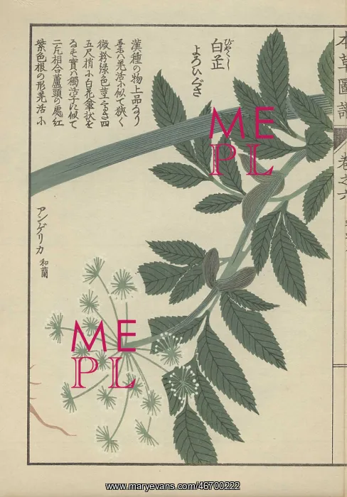 : Green leaves and small white florets of the : Green leaves and small white florets of the