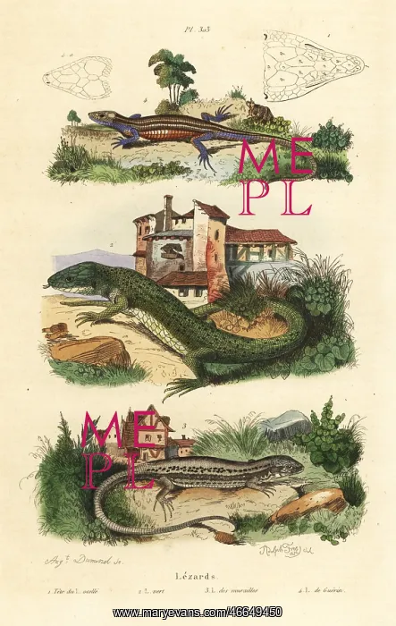 : Green lizard, wall lizard and viviparous lizard : Green lizard, wall lizard and viviparous lizard