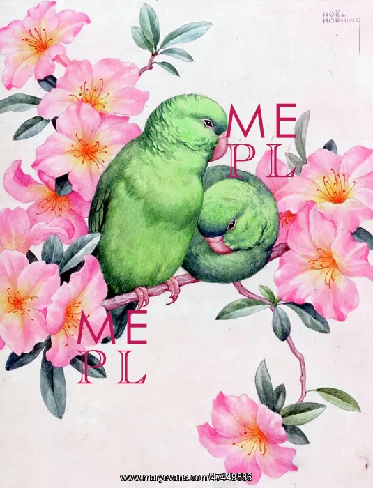  : Two green love birds and blossom