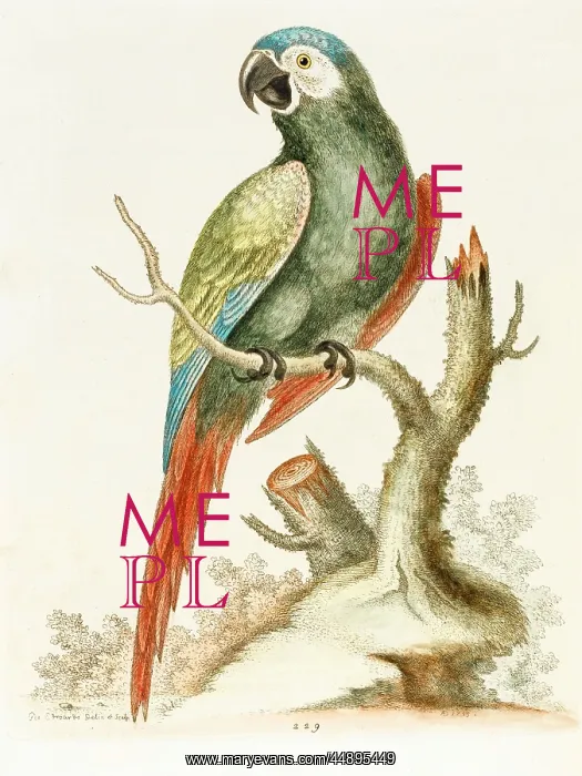  : The green macaw