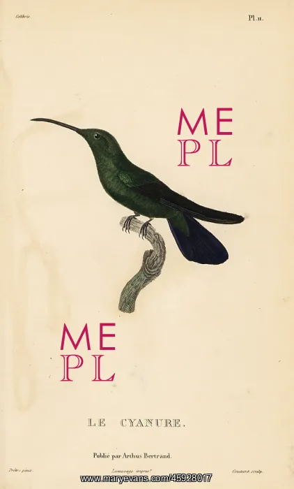  : Green mango hummingbird, Anthracothorax viridis. Male