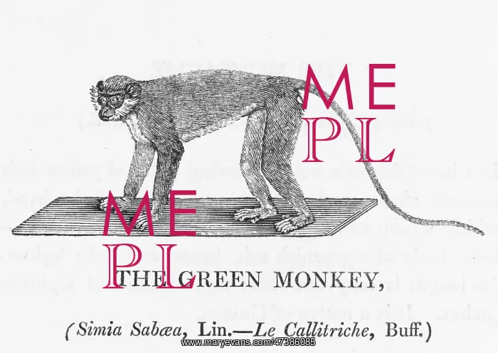 : GREEN MONKEY (BEWICK) : GREEN MONKEY (BEWICK)
