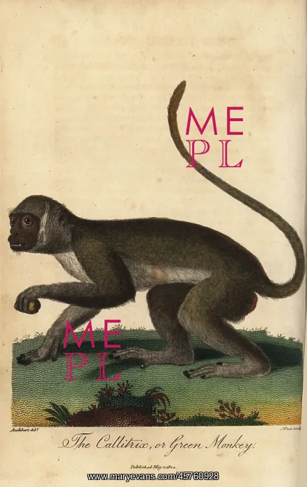 : Green monkey, Chlorocebus sabaeus : Green monkey, Chlorocebus sabaeus