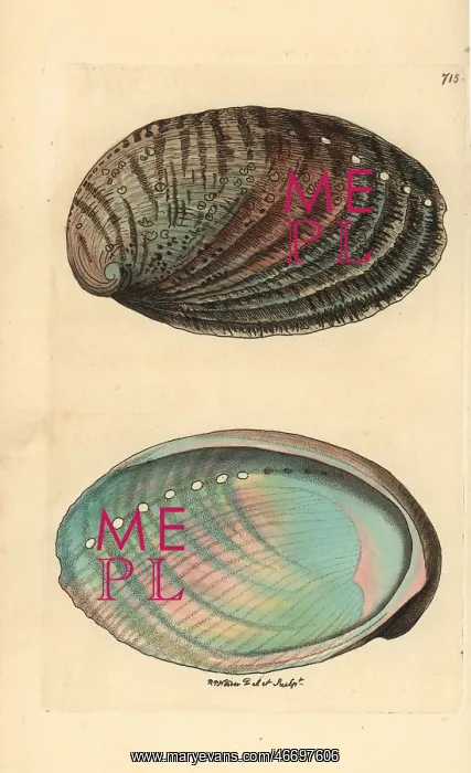 : Green ormer sea snail or abalone, Haliotis tuberculata : Green ormer sea snail or abalone, Haliotis tuberculata