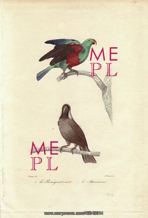 : Green parrot, Psittacus viridis, and extinct : Green parrot, Psittacus viridis, and extinct