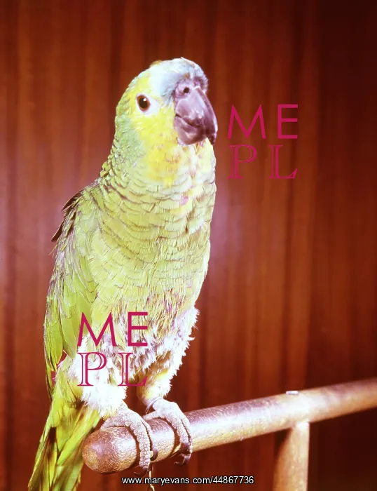  : GREEN PARROTT