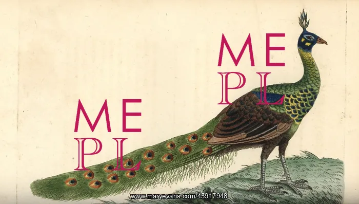 : Green peafowl, Pavo muticus : Green peafowl, Pavo muticus
