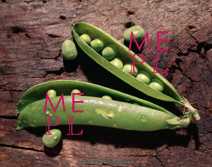 : Green Peas in Open Pea Pods : Green Peas in Open Pea Pods