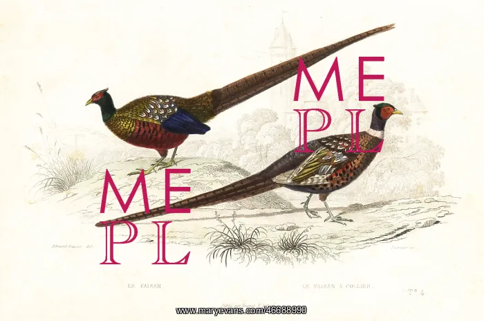 : Green pheasant and common pheasant : Green pheasant and common pheasant