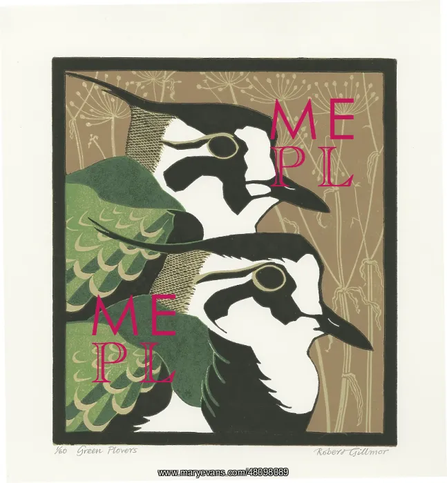 : Green Plovers - Lapwings : Green Plovers - Lapwings