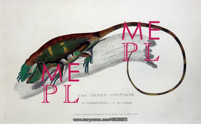: Green Polycrus (P.virescens) : Green Polycrus (P.virescens)