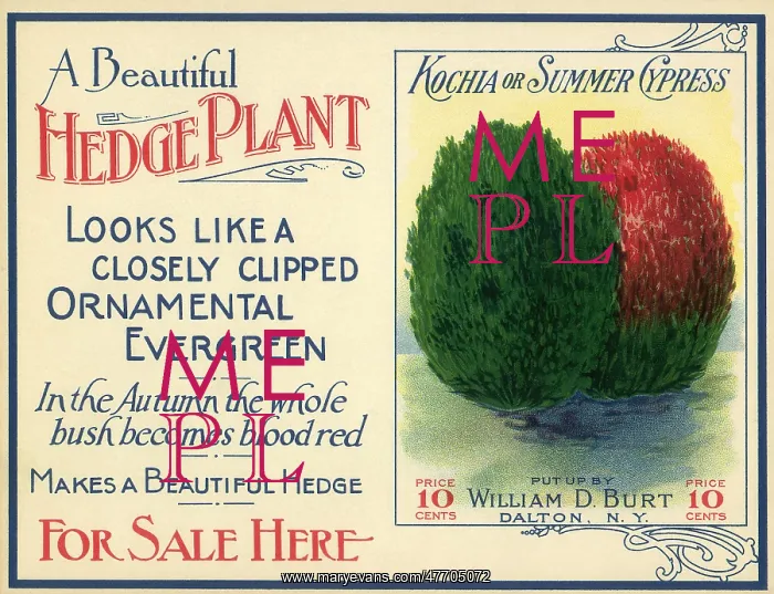  : Green and Red Hedge Plant