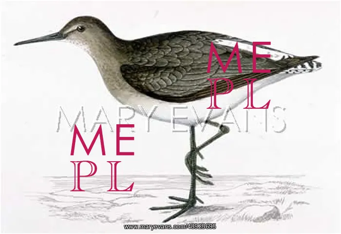  : GREEN SANDPIPER (MORRIS)
