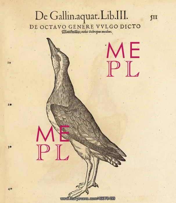 : Green sandpiper, Tringa ochropus : Green sandpiper, Tringa ochropus