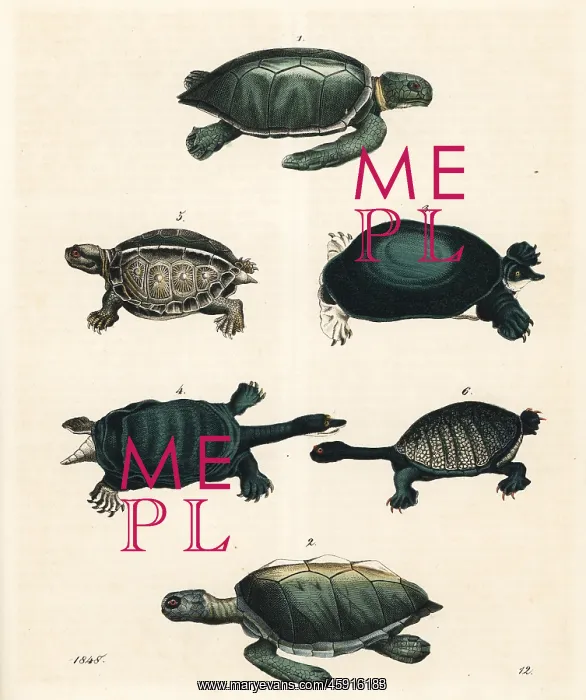 : Green sea turtle, loggerhead turtle, soft-shelled : Green sea turtle, loggerhead turtle, soft-shelled