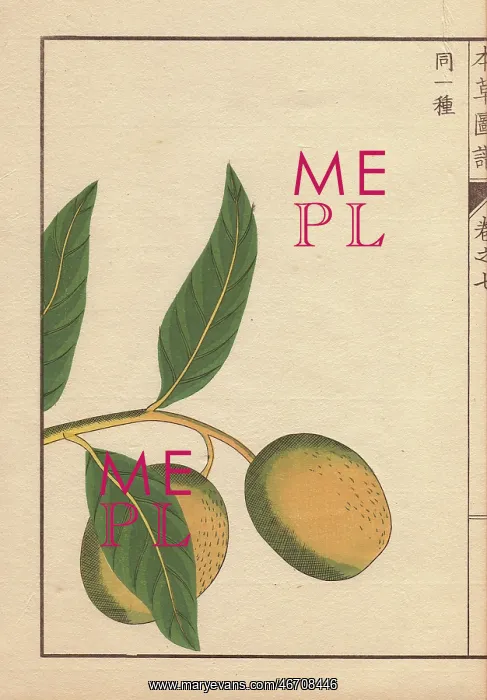 : Green seeds and leaves of wild nutmeg and mace : Green seeds and leaves of wild nutmeg and mace