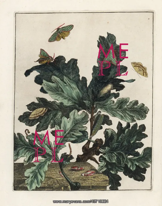 : Green silver-lines and mocha moth feeding on maple leaves : Green silver-lines and mocha moth feeding on maple leaves