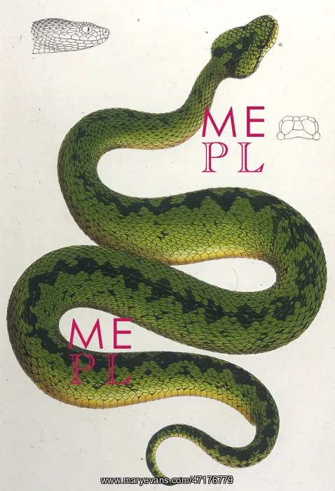 : GREEN SNAKE / ZOOLOGICAL : GREEN SNAKE / ZOOLOGICAL