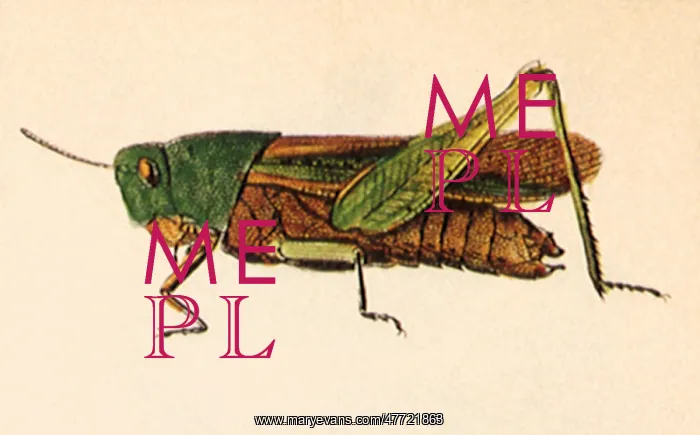 : Green-Striped Locust : Green-Striped Locust