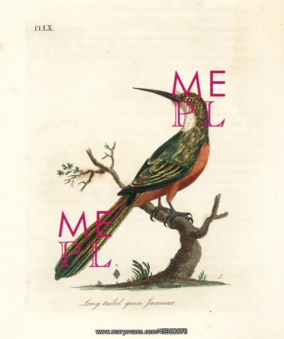 : Green-tailed jacamar, Galbula galbula : Green-tailed jacamar, Galbula galbula