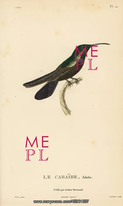 : Green-throated carib, Eulampis holosericeus. Male adult : Green-throated carib, Eulampis holosericeus. Male adult