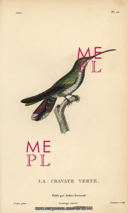 : Green-throated mango, Anthracothorax viridigula : Green-throated mango, Anthracothorax viridigula