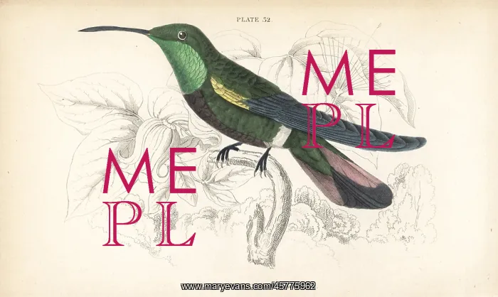 : Green-throated mango, Anthracothorax viridigula : Green-throated mango, Anthracothorax viridigula