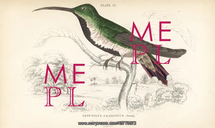 : Green-throated mango, Anthracothorax viridigula, young : Green-throated mango, Anthracothorax viridigula, young