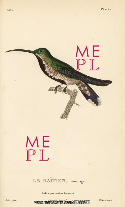 : Green-throated mango, Anthracothorax viridigula : Green-throated mango, Anthracothorax viridigula